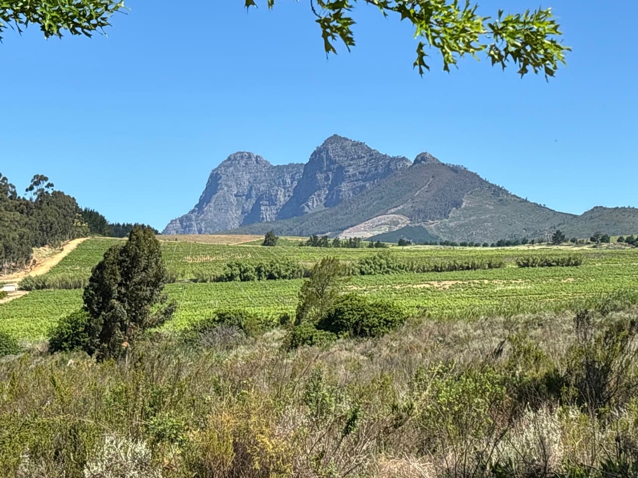 Anura Vineyards