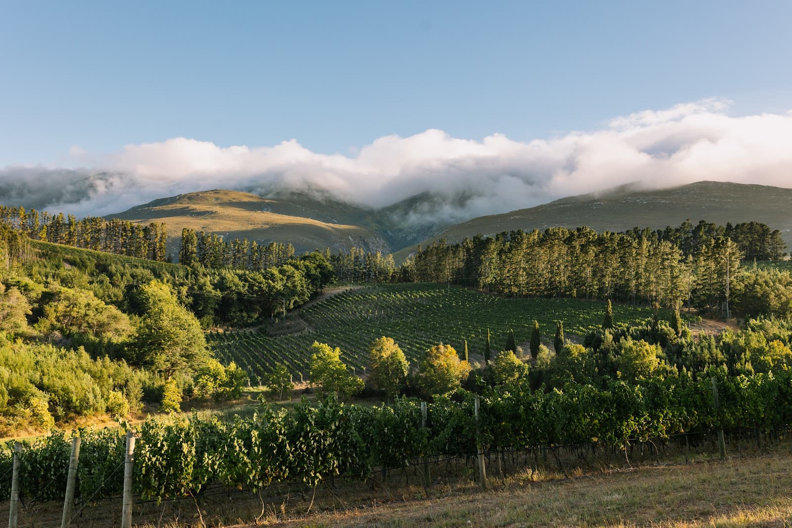 Paul Clüver Family Wines