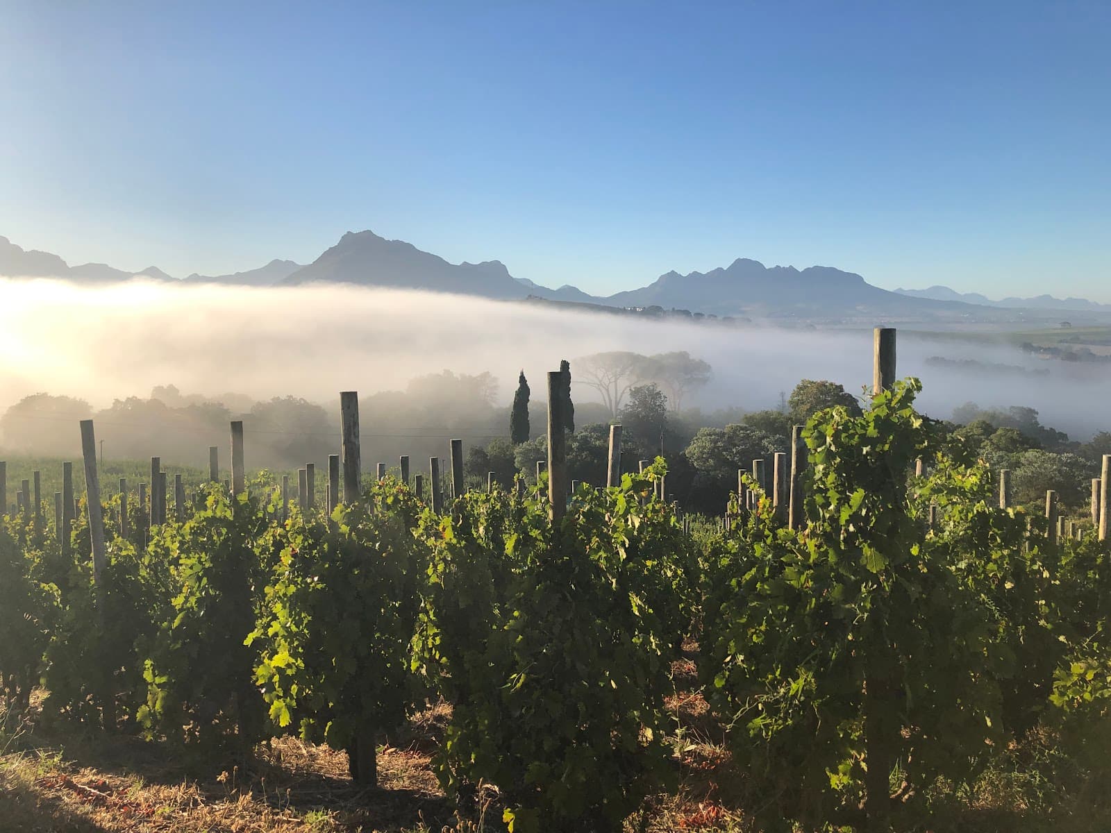 Botanica Wines