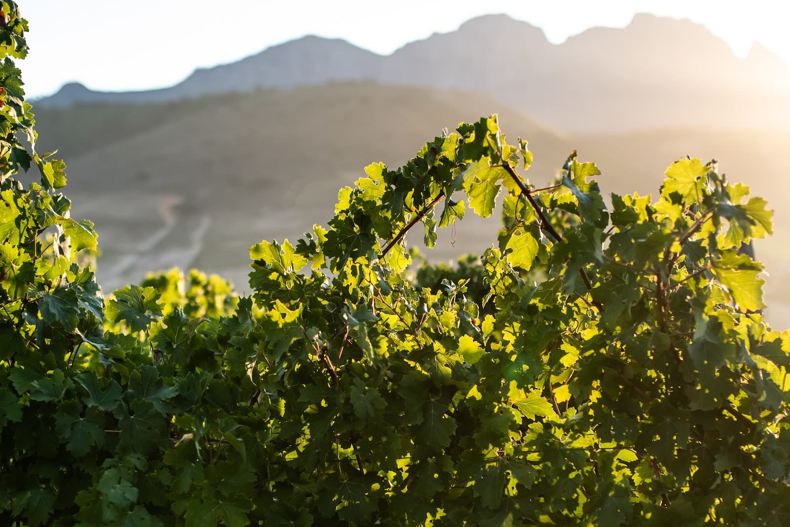 David Finlayson Wines at Edgebaston Vineyard