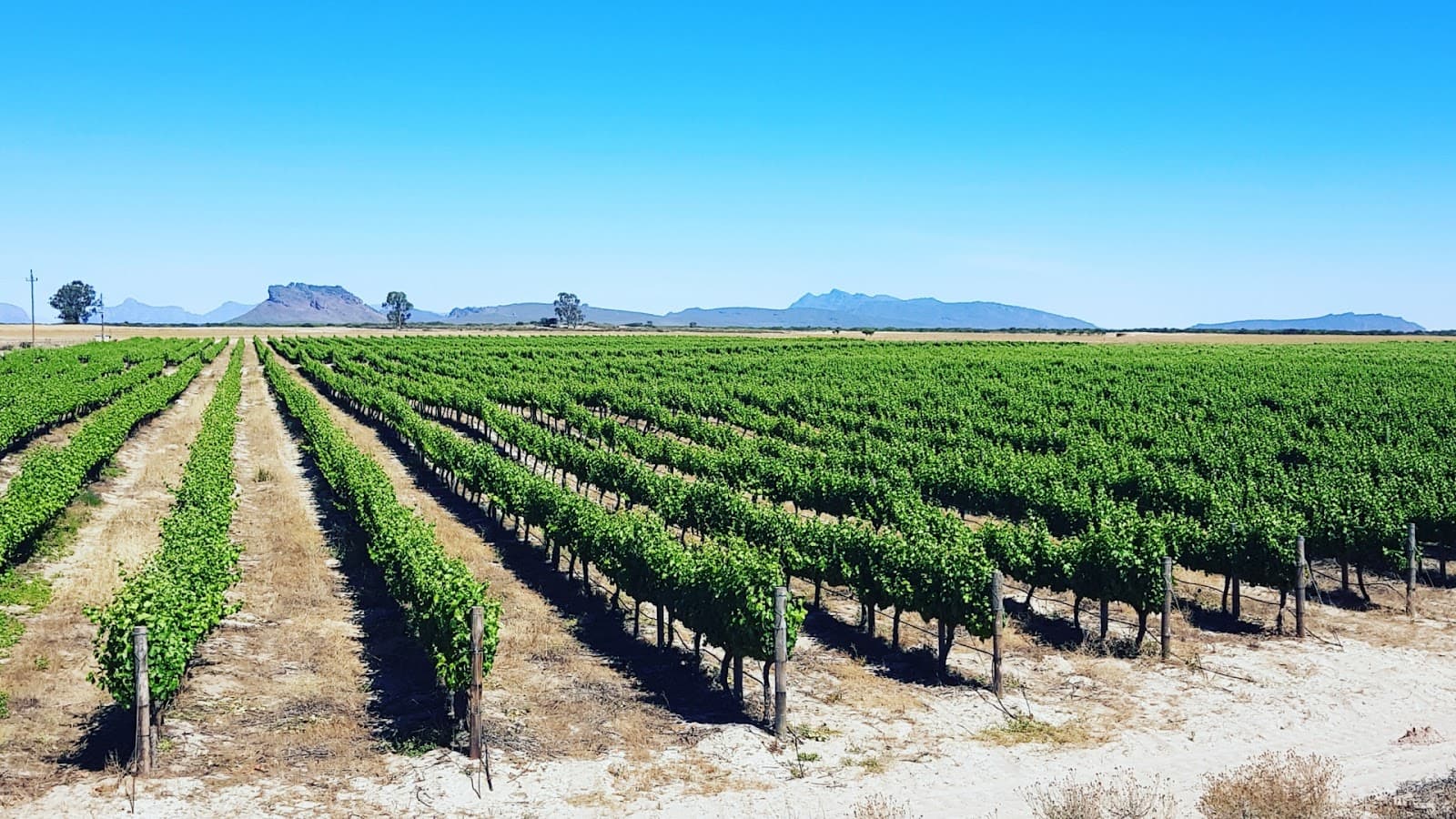 Gedeelte Wines