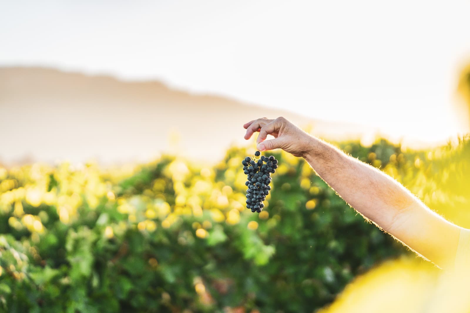 Cederberg Wines