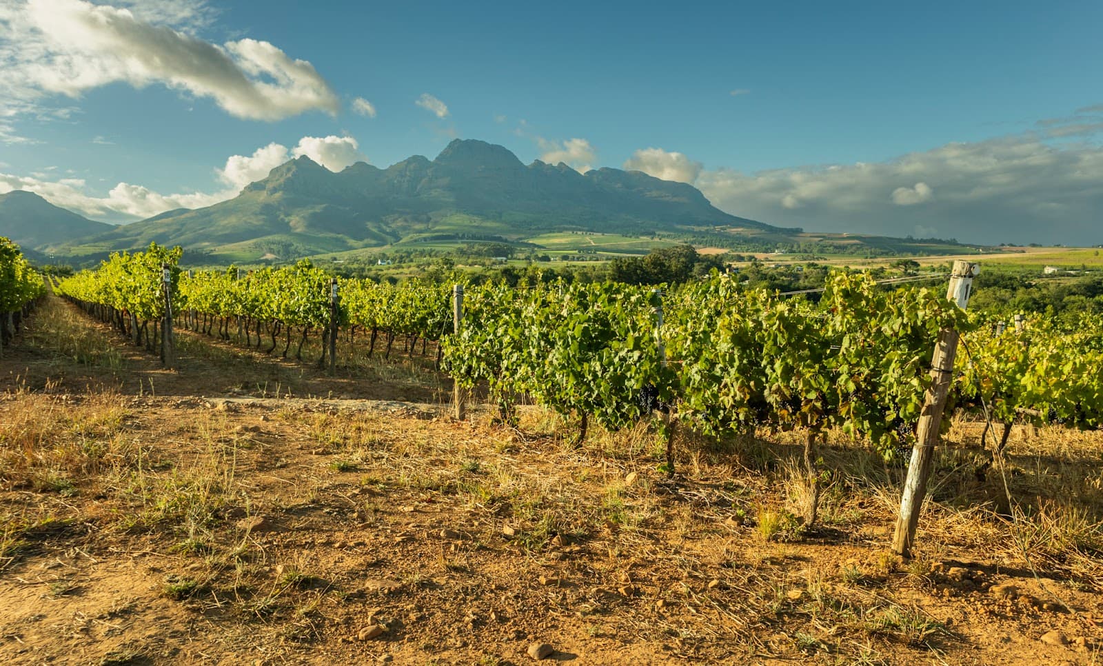 Vriesenhof Vineyards