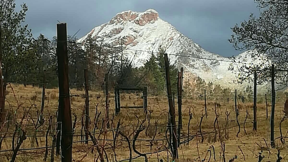 Herold Wines