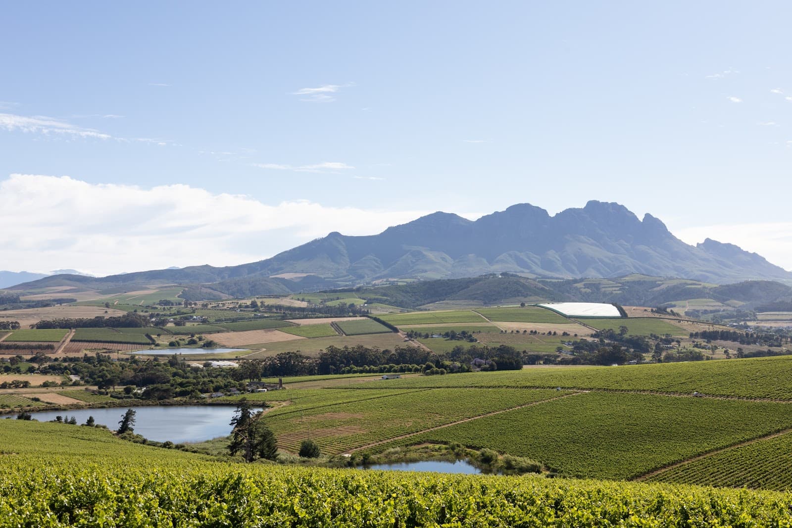 Simonsig Family Vineyards