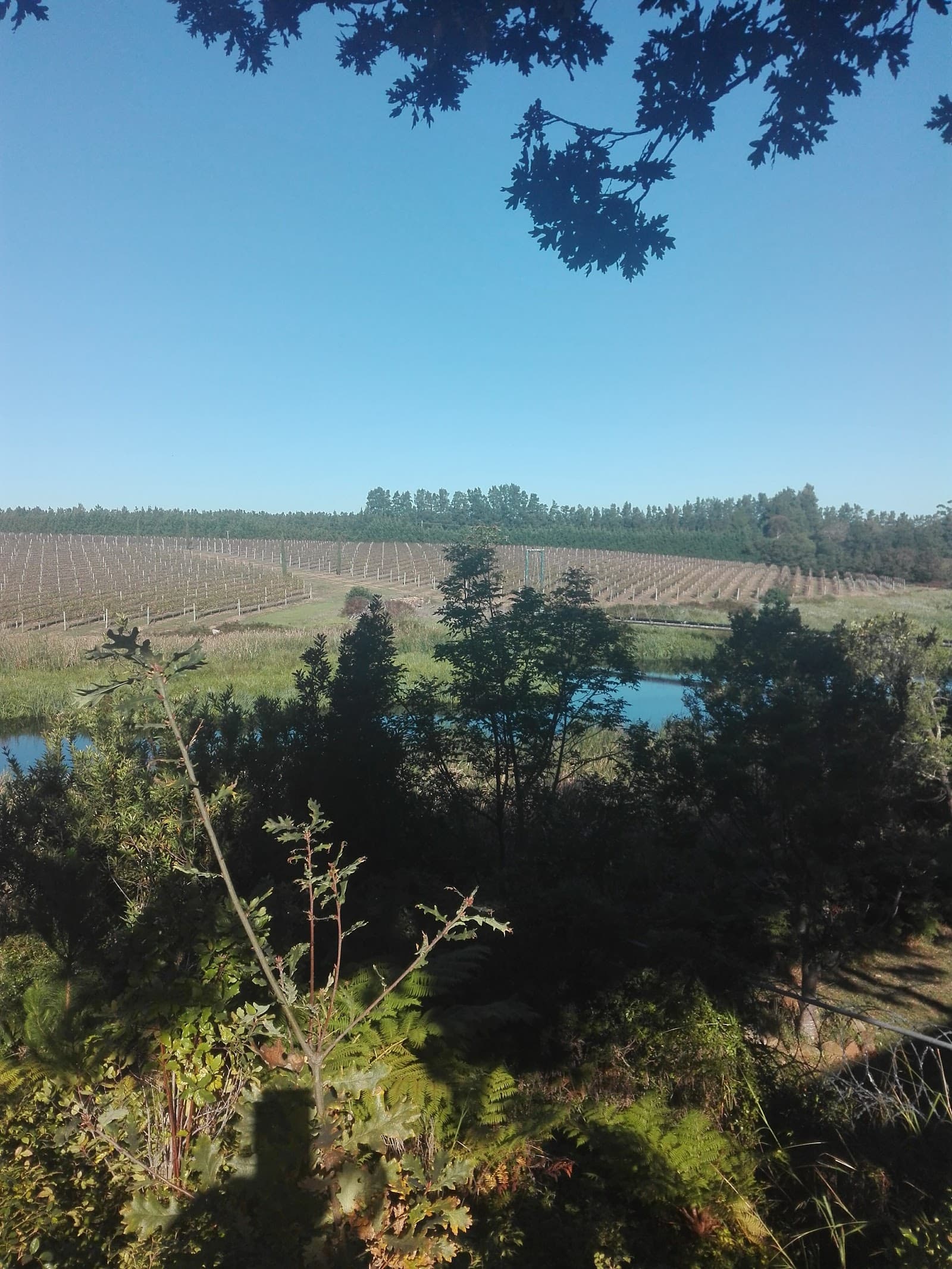 Shannon Vineyards & Wines