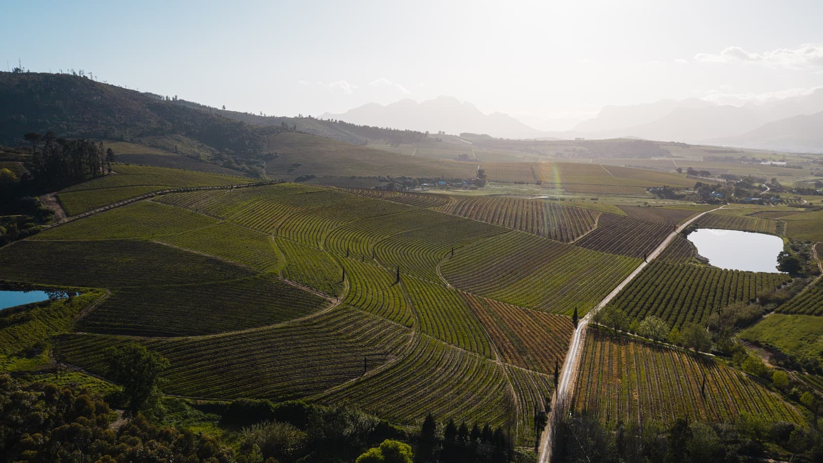 Super Single Vineyards
