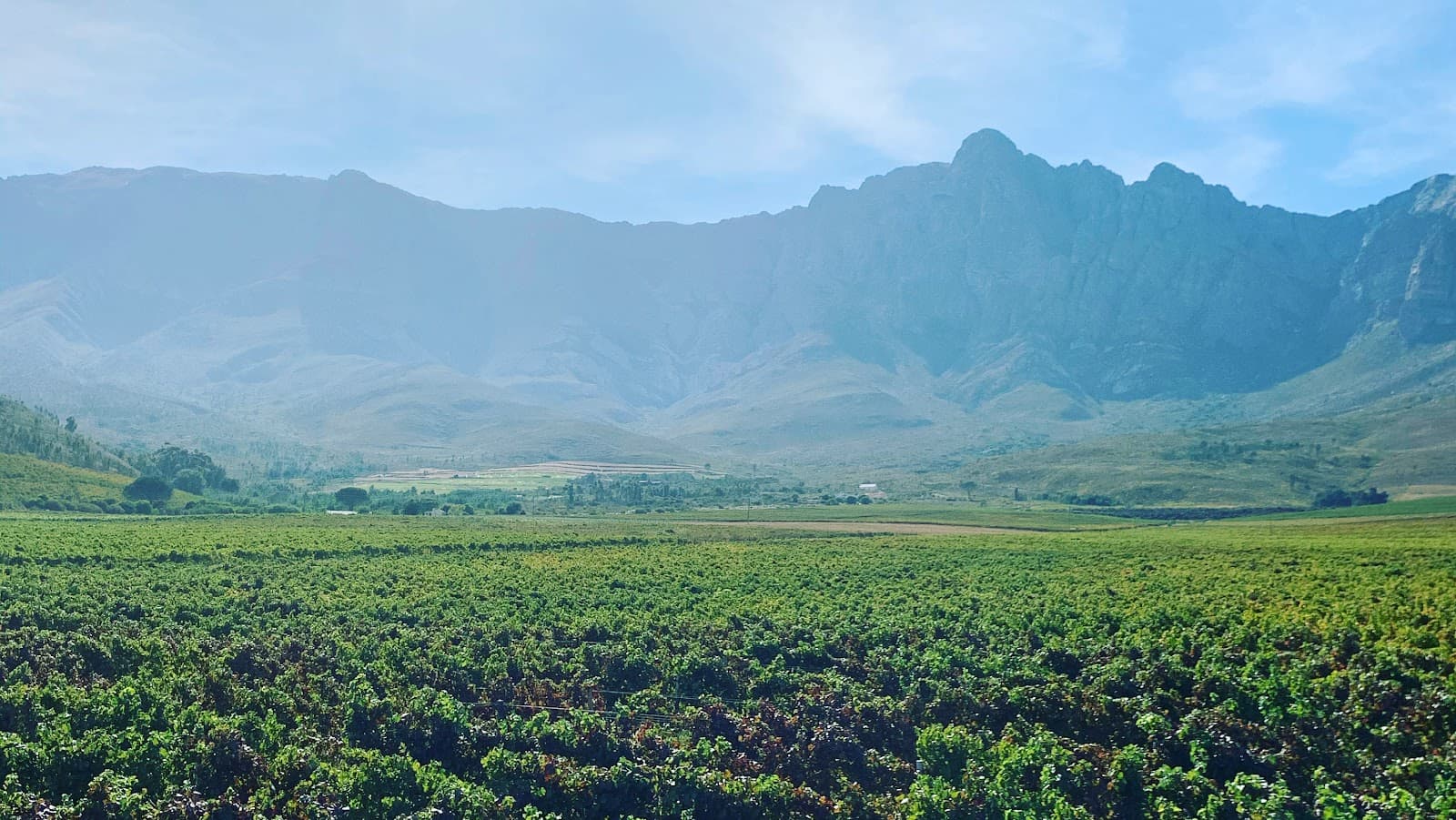 Silkbush Mountain Vineyards
