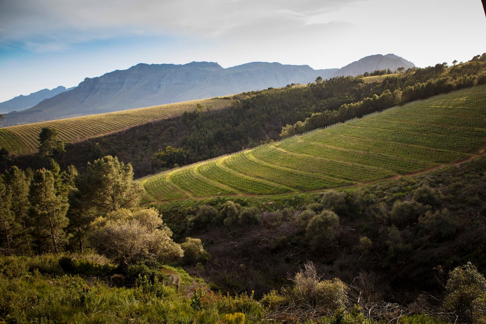 Uva Mira Mountain Vineyards
