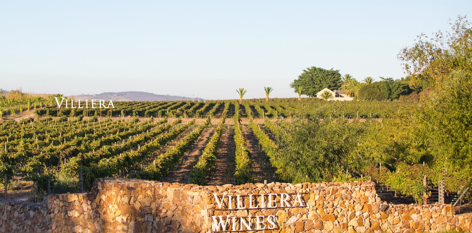 Villiera Wines