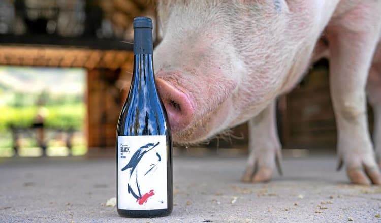 Pigcasso