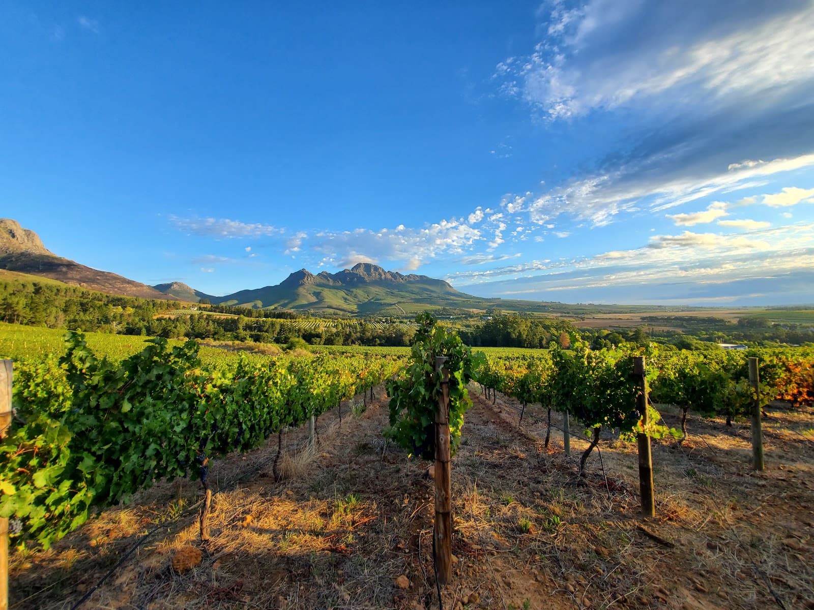 Stellekaya Wine Estate