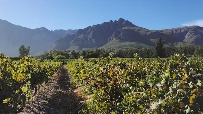 Dekkersvlei Vineyards
