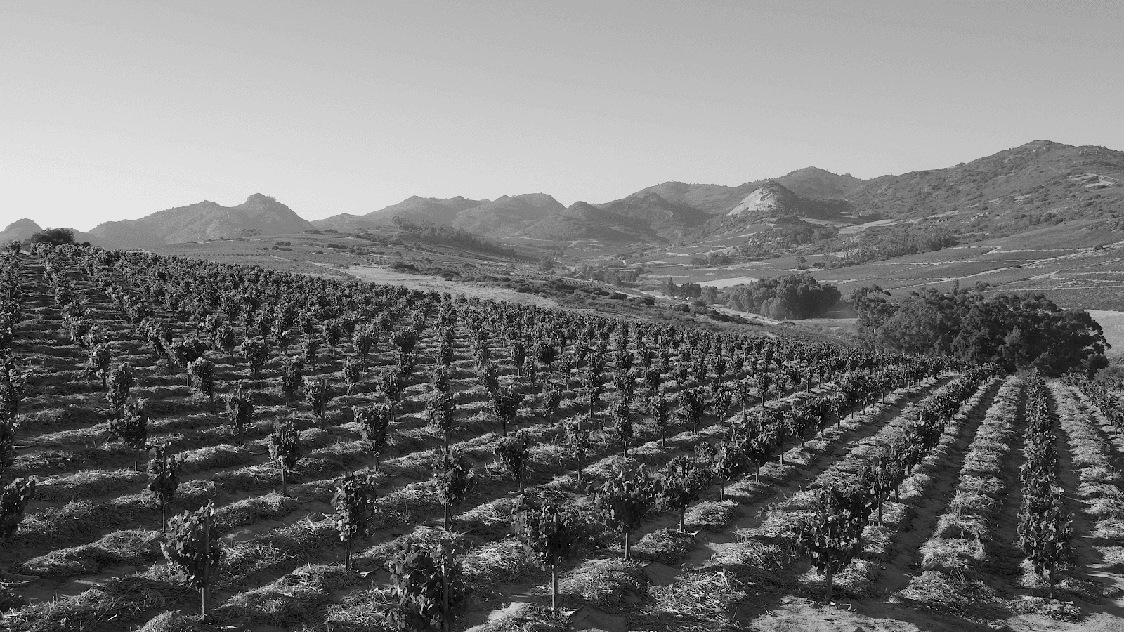 The Sadie Family Wines