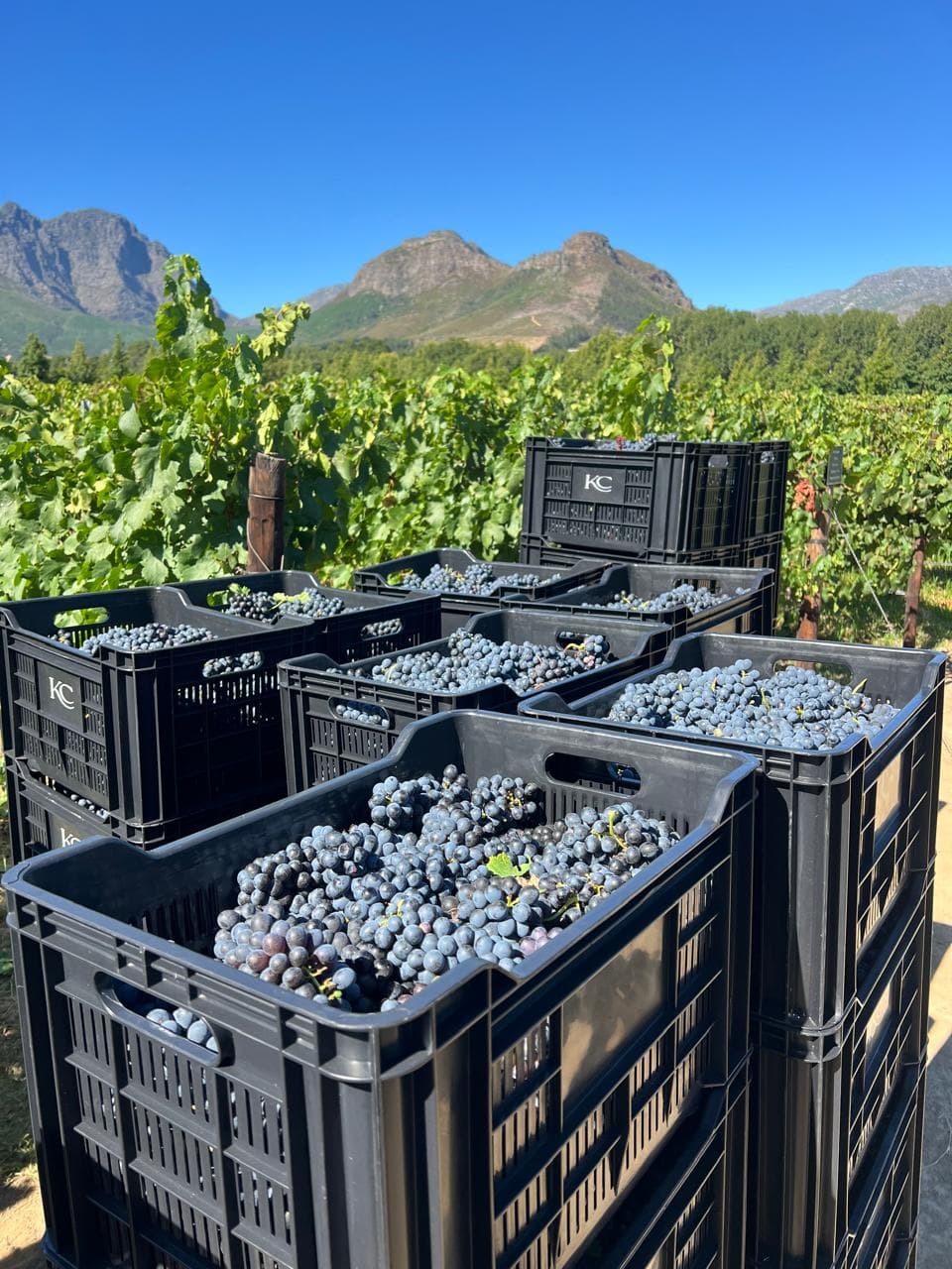 Mel Wines