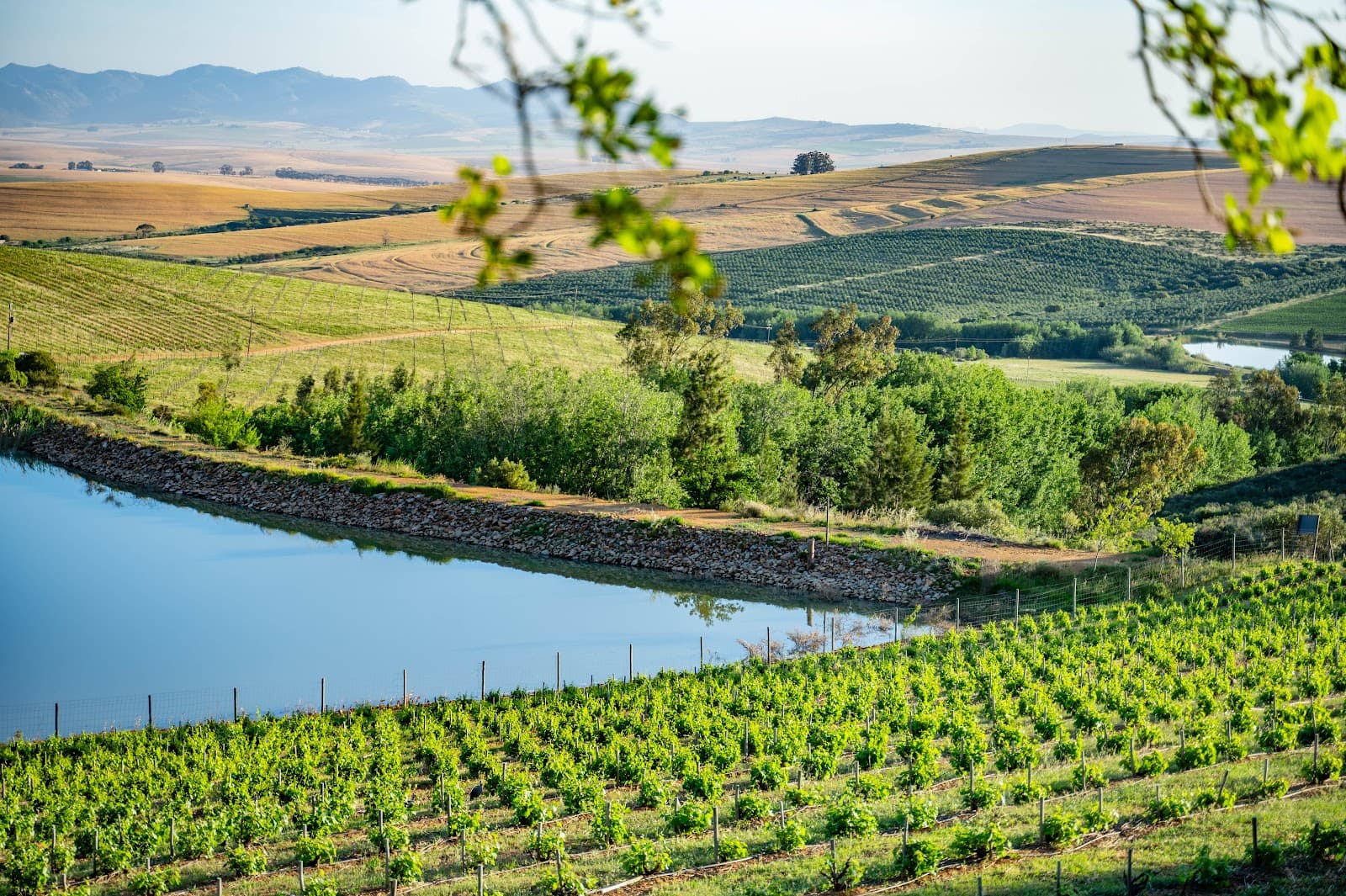 Yellowwood Winery