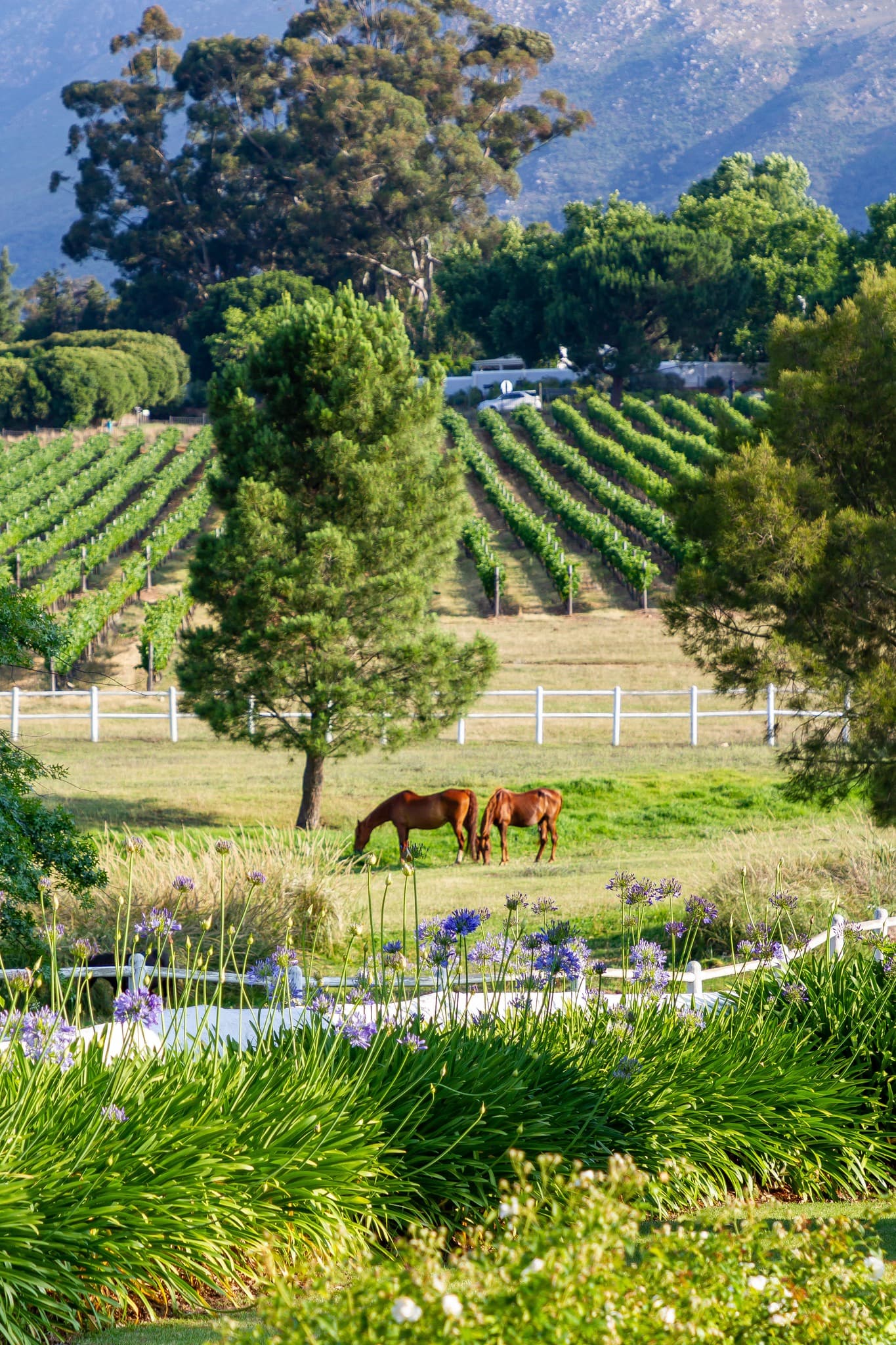 Zorgvliet Wine Estate