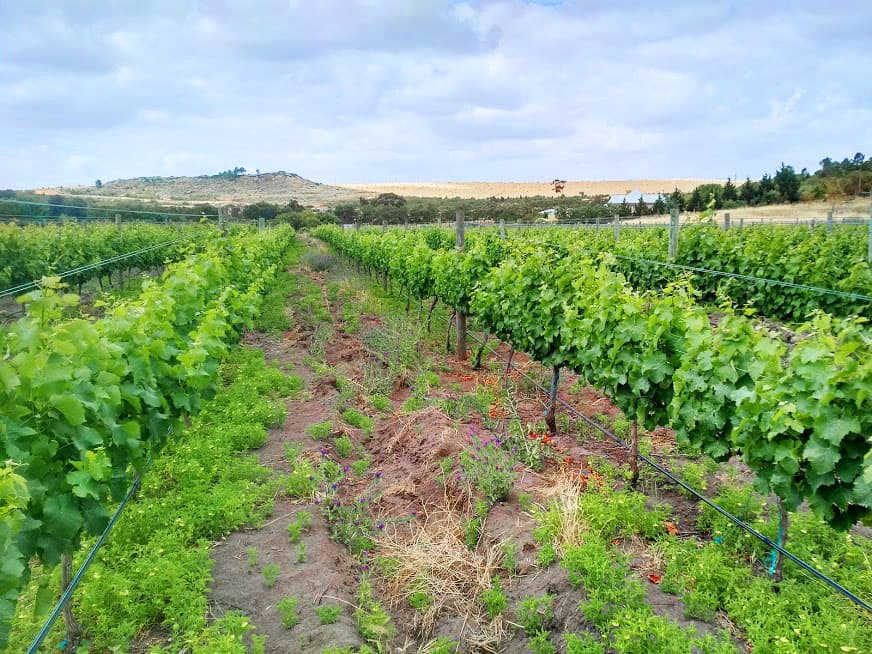 Fortes Family Wines